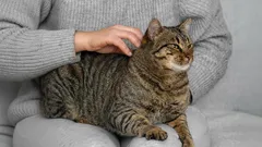 Kočičí náznaky: Jak rozluštit signály, které naznačují, že váš mazlíček potřebuje pozornost