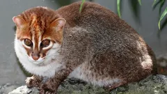 V Thajsku našli nejvzácnější divoké kočky – 30 let se mělo za to, že vyhynuly