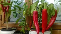 Jak snadno pěstovat chilli papričky doma: důležité rady od zahrádkářů