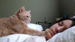 Živý budík s drápky: Proč kočky své majitele ráno neustále budí