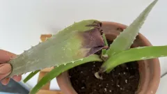 Proč aloe vysychá a jak ji zachránit: 7 jednoduchých kroků od zahradníka