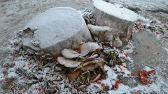 Pařezy na pozemku zmizí samy: 3 nejlepší způsoby, jak na to bez volání traktoru